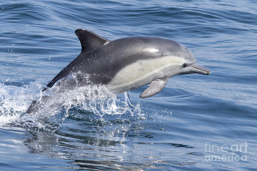 Leaping Dolphin Photograph by Loriannah Hespe