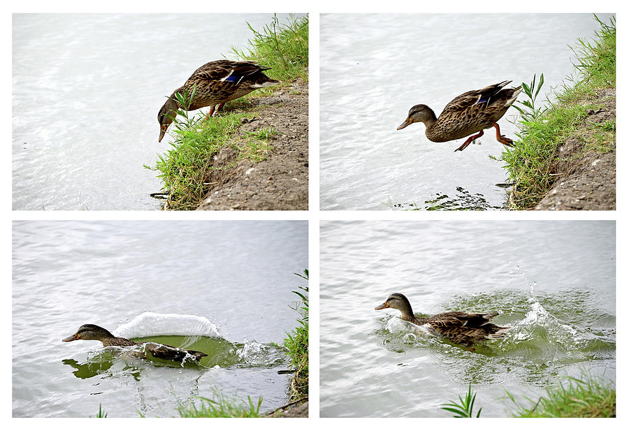 Leaping Duck Series Photograph