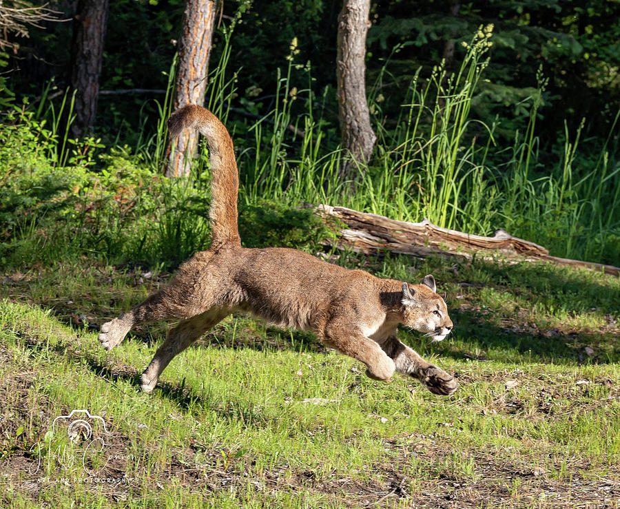 Leaping for joy Photograph by Holly Cannon | Fine Art America