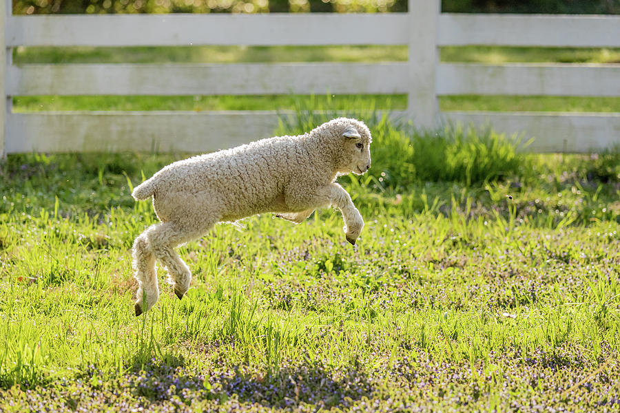 Leaping Lamb Photograph