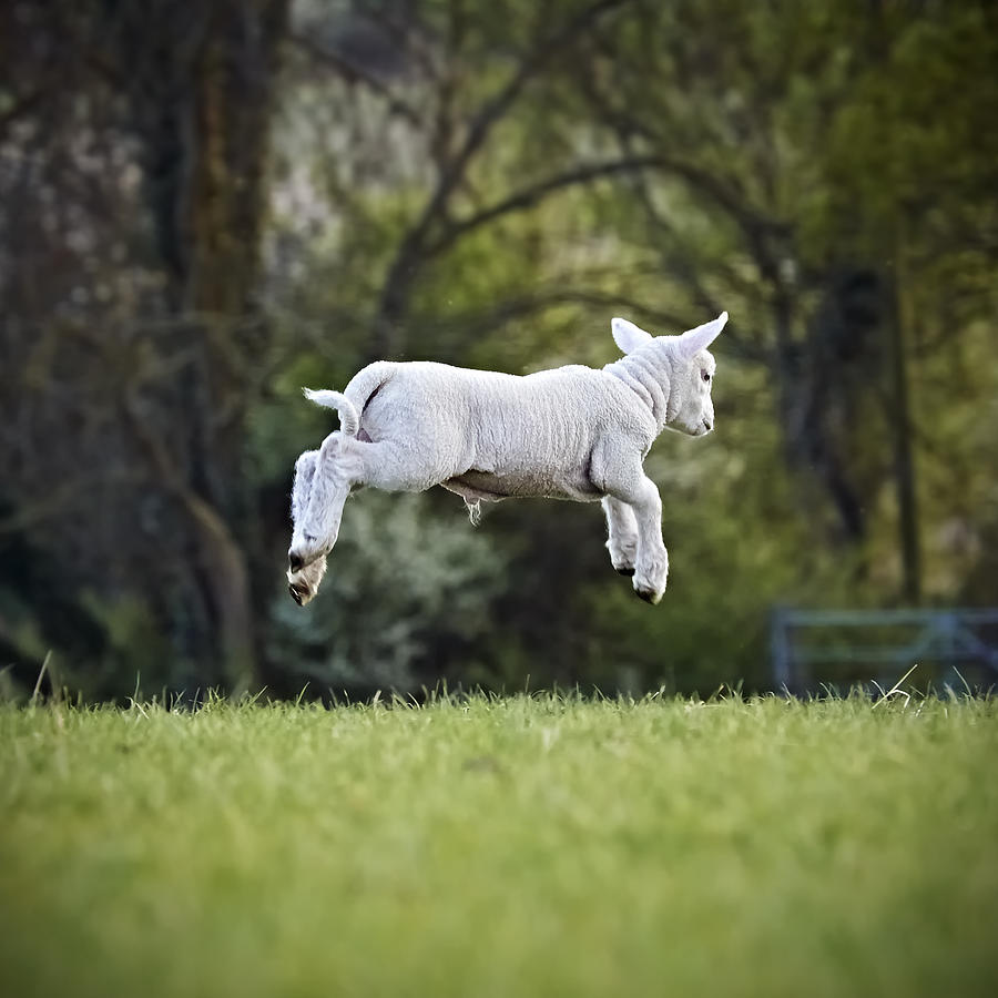Leaping Lamb Photograph by Roj Whitelock