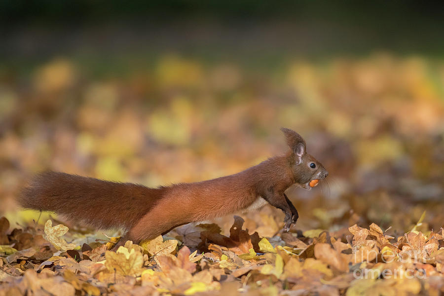 Leaping Red Squirrel Photograph by Arterra Picture Library