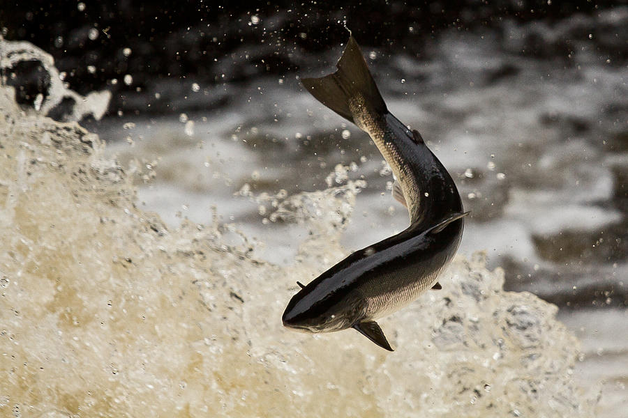Leaping Salmon (Salmo salar) Photograph by Catherine Clark/www.cjdolfinphotography.co.uk Leaping Salmon (Salmo salar) Photograph by Catherine Clark/www.cjdolfinphotography.co.uk