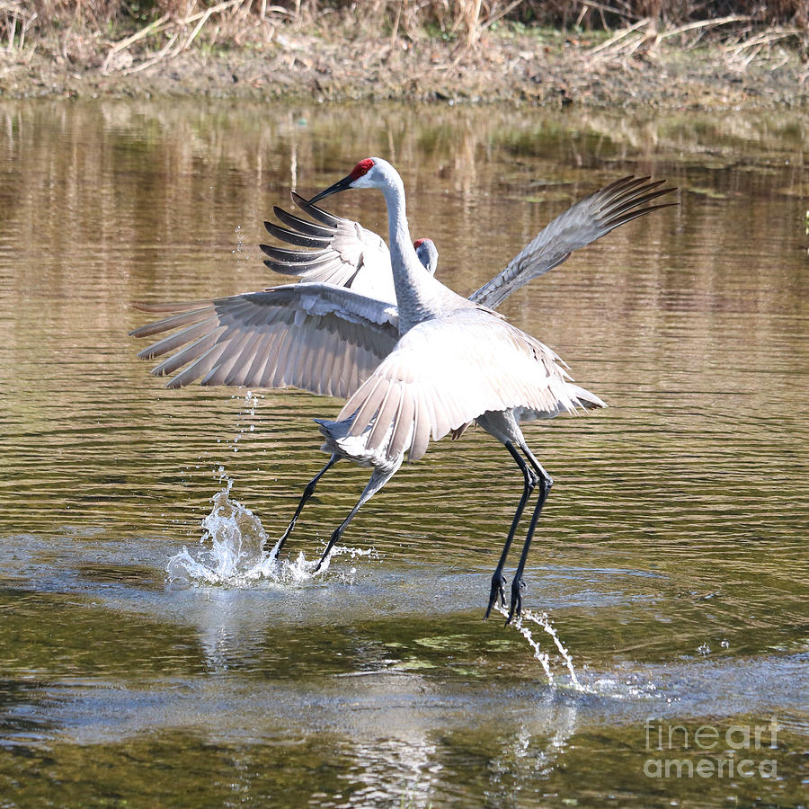 Leaping Sandhill Cranes Photograph by Carol Groenen