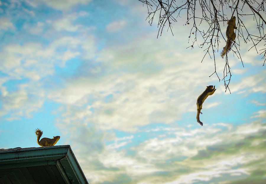 Flying Squirrels Photograph by Doug LaRue