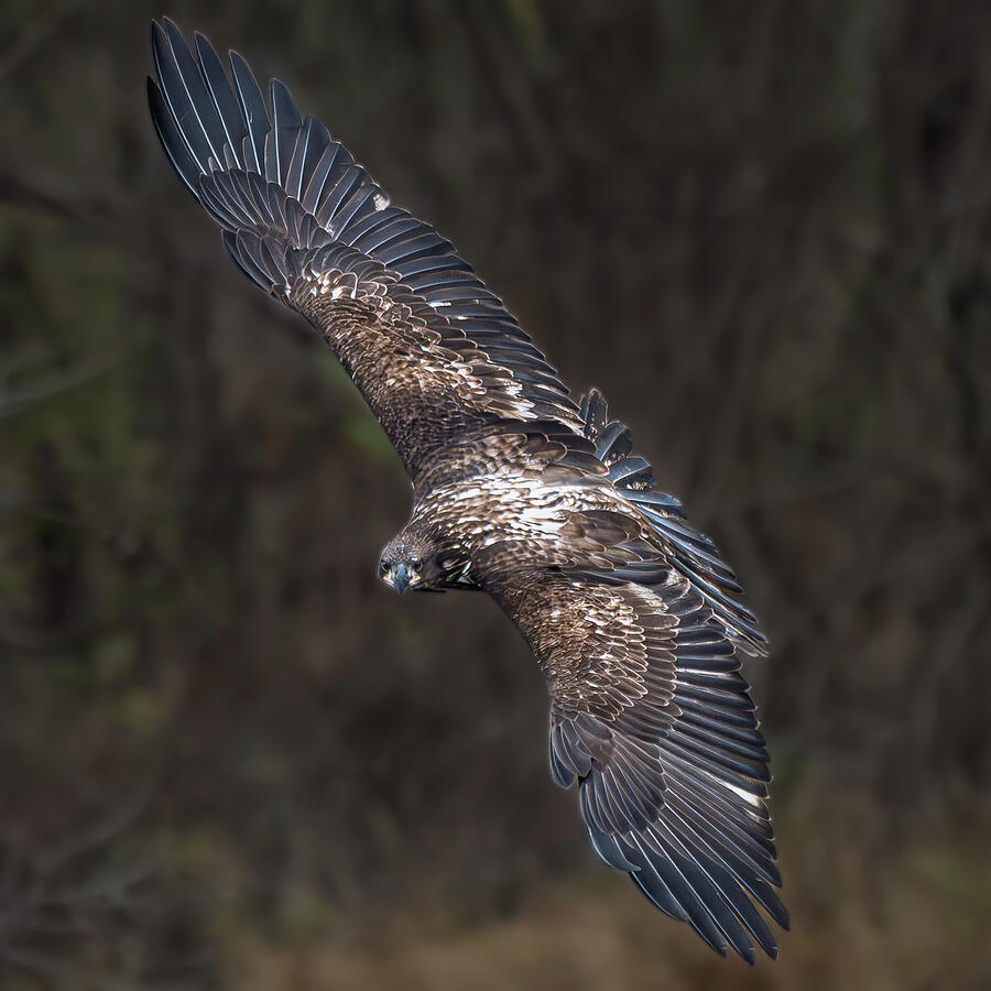 Learning to fly Photograph by Alan Moore
