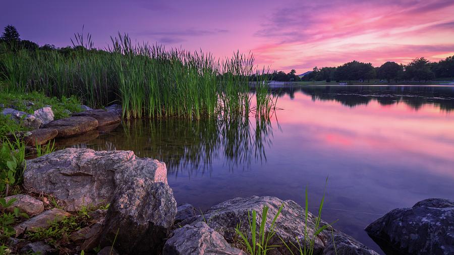 Leaser Lake Shoreside Reed Sunset Photograph by Jason Fink