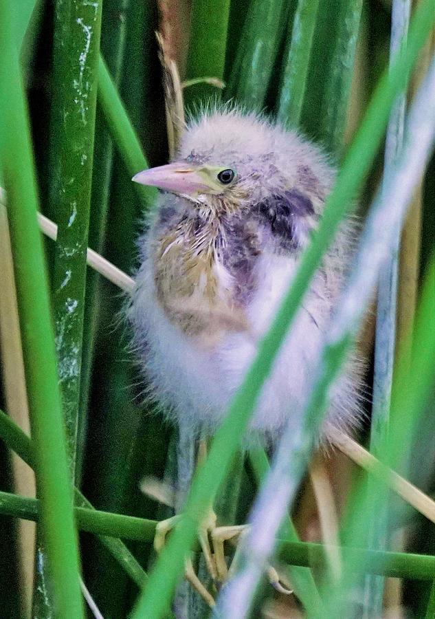 Least Bittern Chick Photograph by Dennis Boyd