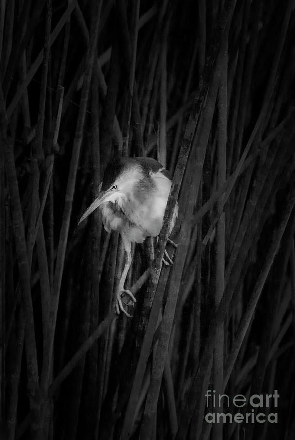 Least Bittern In Black And White Photograph