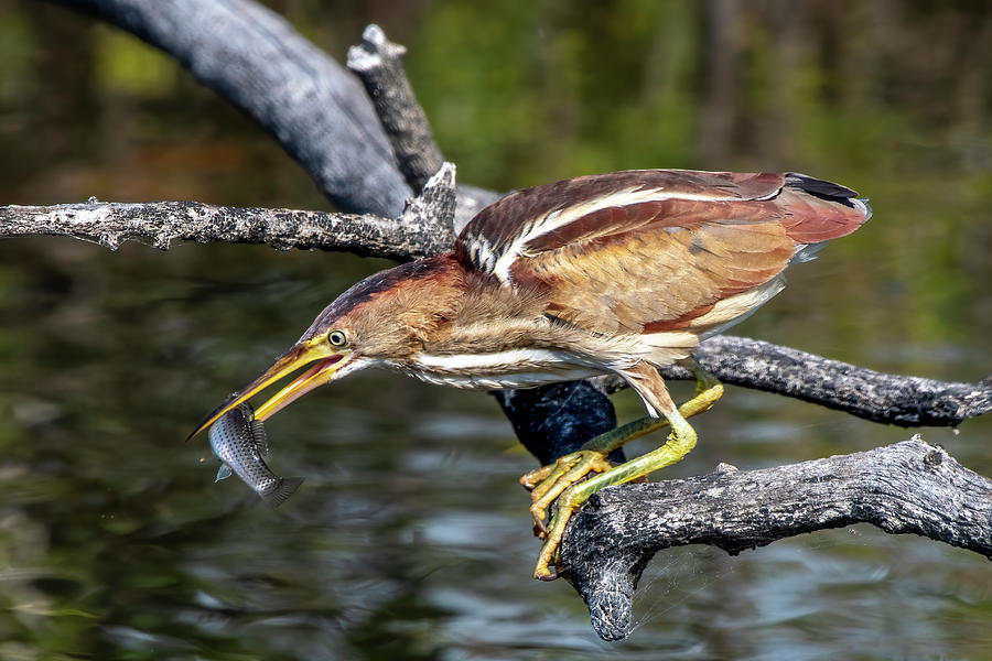 Least Bittern with a fish Photograph by Bradford Martin