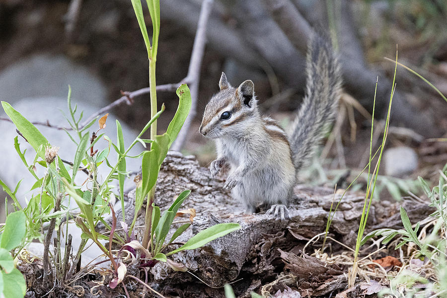 Least Chipmunk Checking Things Out Photograph by Tony Hake