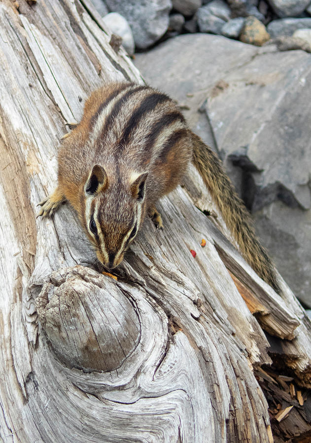 Wildlife Photograph - Least Chipmunk by Phil And Karen Rispin