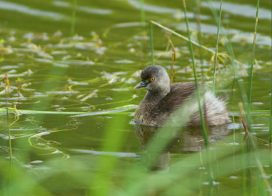 Least Grebe in a Texas Pond Photograph by Gerald DeBoer