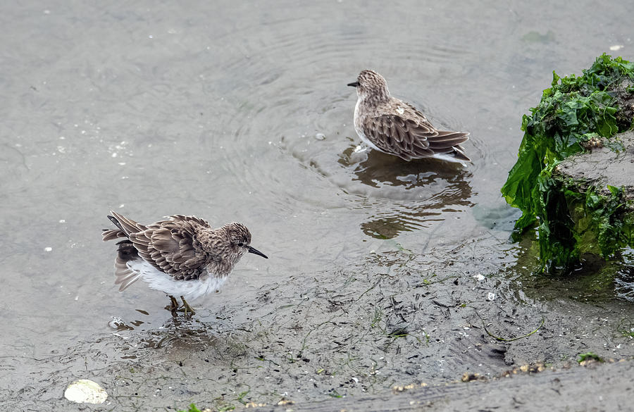 Least Sandpipers at Florence Marina, Oregon 5896-090921-2 Photograph by Tam Ryan