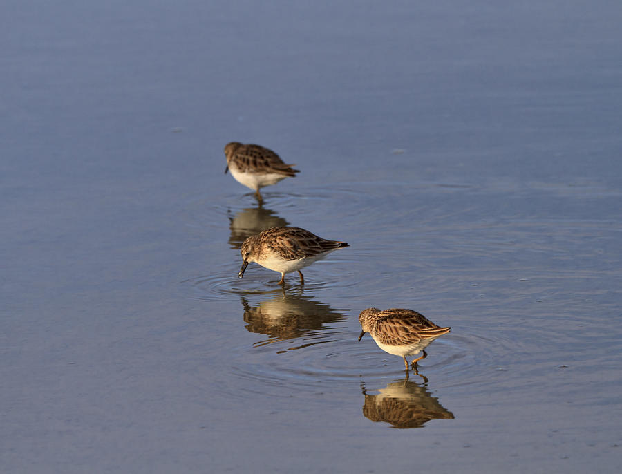 Least sandpipers Photograph by Louise Heusinkveld