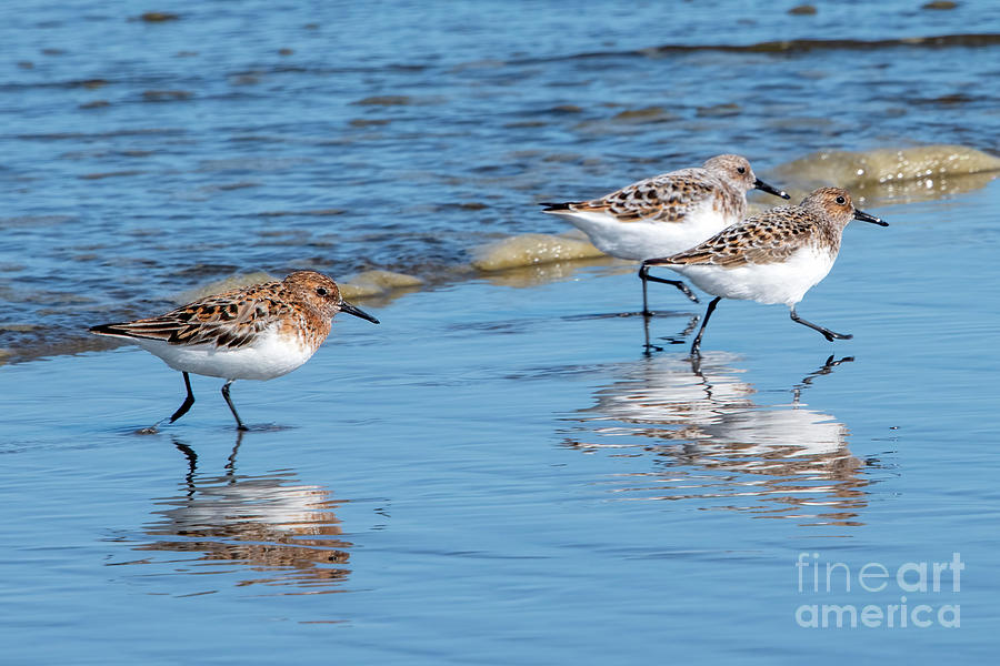 Least Sandpipers Mirrored Photograph