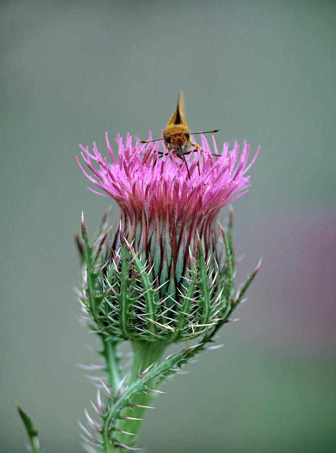 Nature Photograph - Least Skipper Butterfly on Bull Thistle by Tim Fitzharris