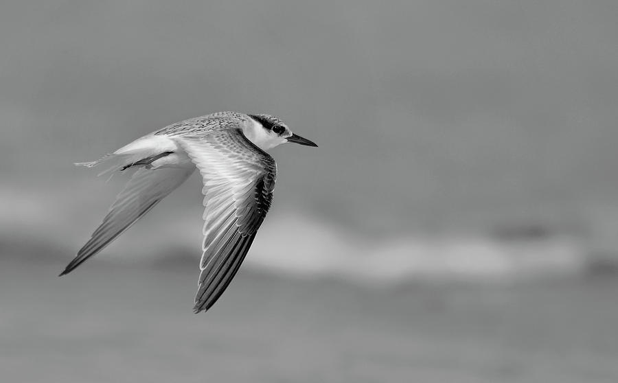 Least Tern Photograph by Carol Eade