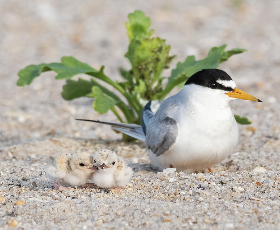 Least Tern Chick Siblings with Mom Photograph by Scott Miller