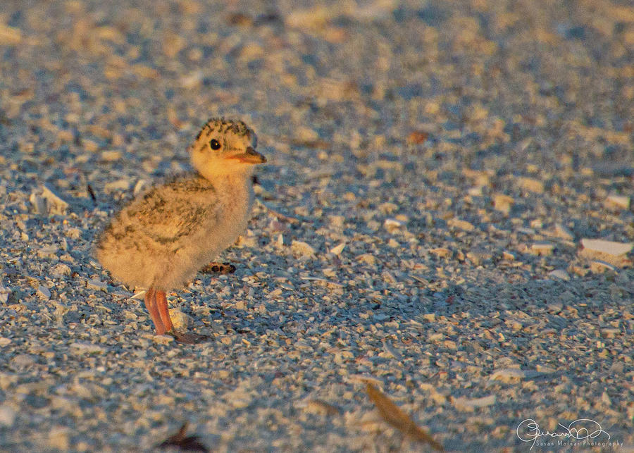Least Tern Chick Photograph by Susan Molnar