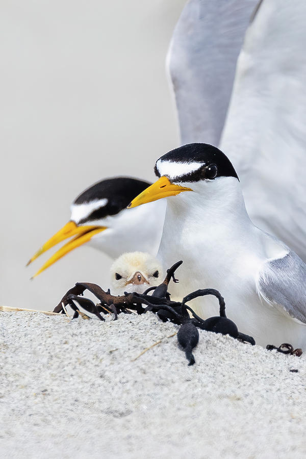  Least tern family  Photograph by Mircea Costina Photography