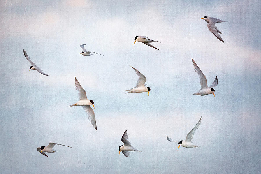 Least Tern, Many Turns Photograph by Simmie Reagor
