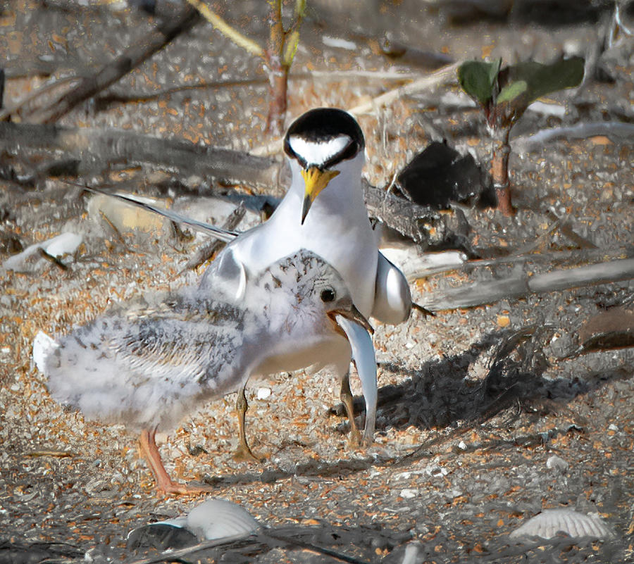 Least Tern Parent and Chick Photograph by Lori Vetter Photography ...