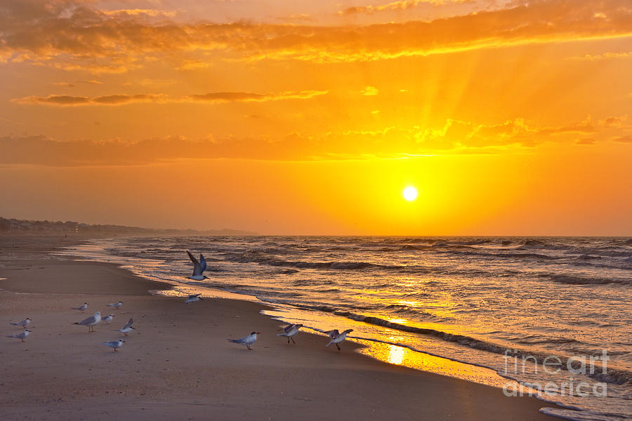 Least Terns at Sunrise on the Beach Photograph by Catherine Sherman