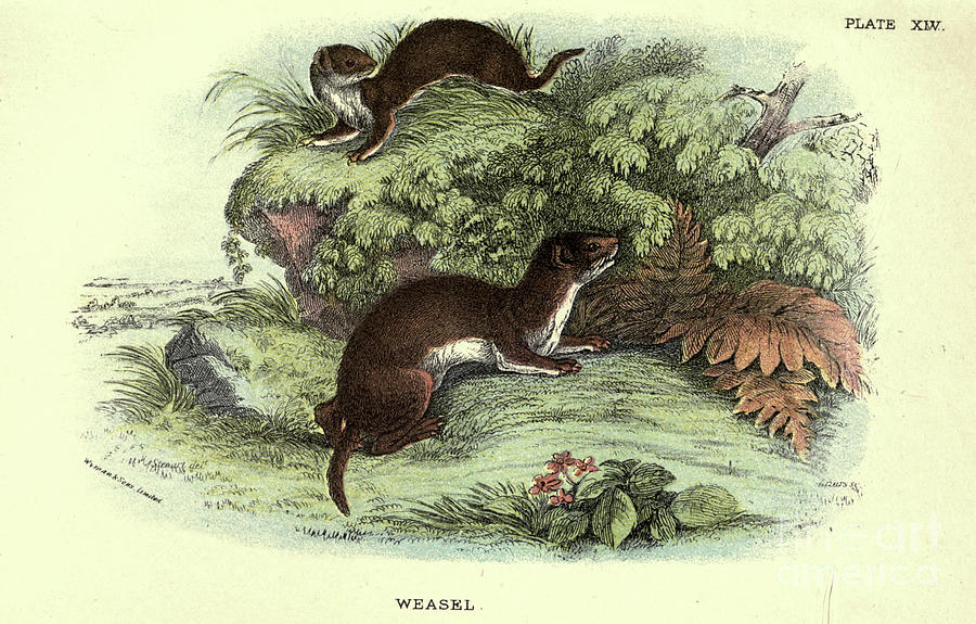 least weasel Mustela nivalis n4 Drawing by Historic illustrations ...