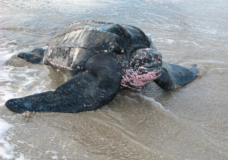 Leatherback Sea Turtle After Nesting Photograph by Dawn Witherington ...