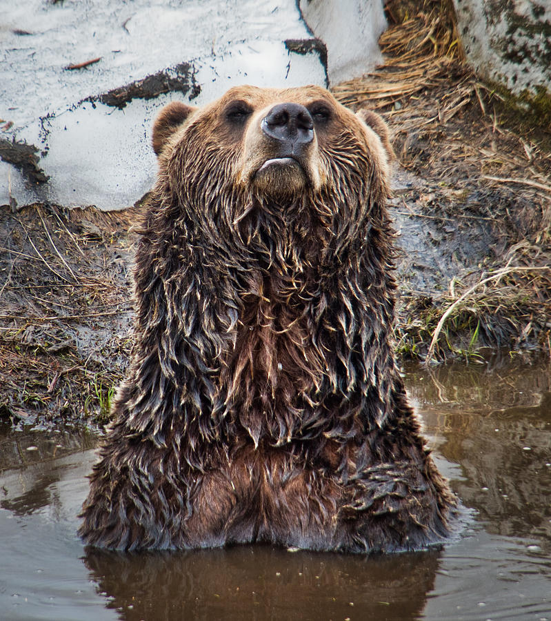Leave Me Alone Grizzly Photograph by Judy Link Cuddehe