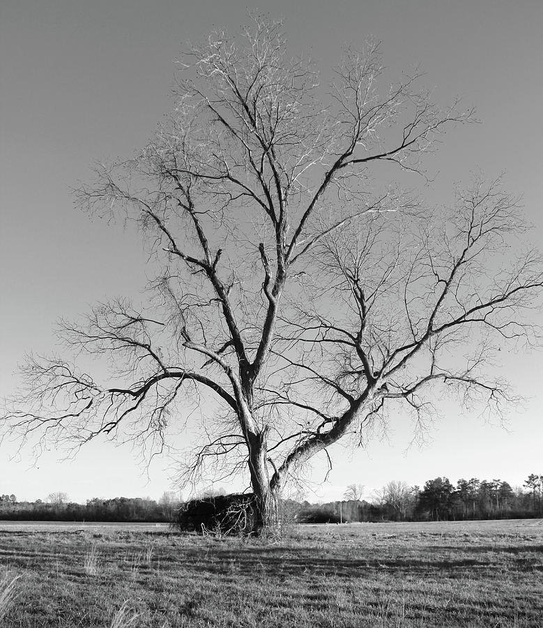 Leafless Tree Photograph by Mike McGlothlen