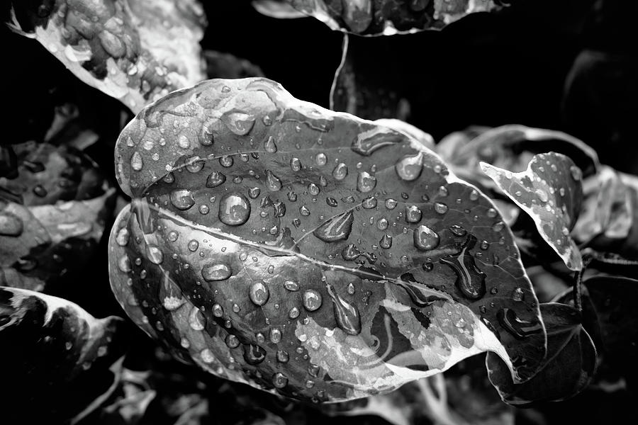Leaves after the Rain Photograph by Hakon Soreide