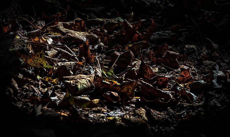 Leaves along Cedar Creek Trail_01 Photograph by Greg Reed