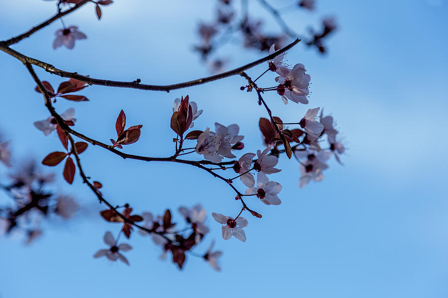 almond blossom branch