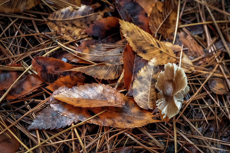 Fall Photograph - Leaves and Pine Needles by James Barber