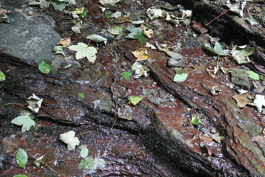 Leaves And Rocks Photograph