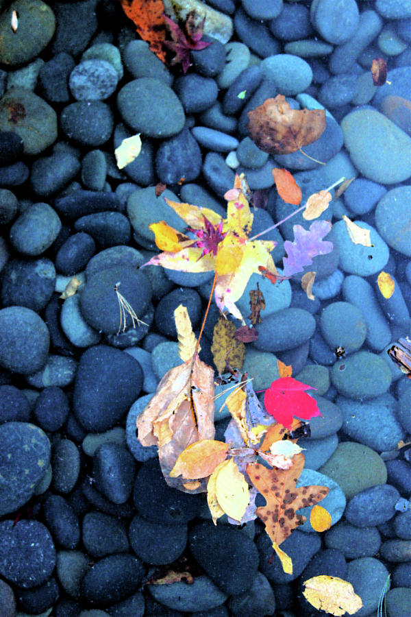 Leaves and Stones 0928 Photograph by Carolyn Stagger Cokley