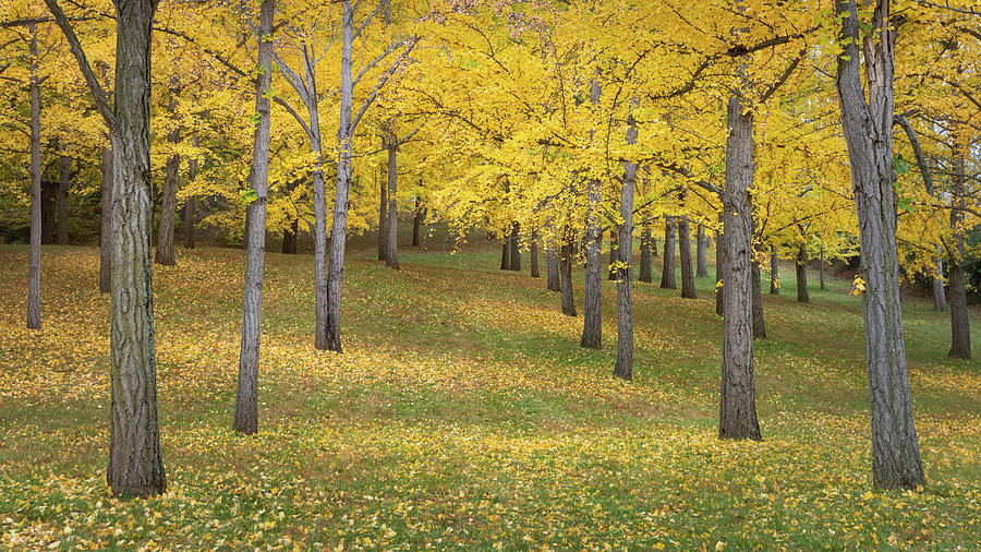 Leaves and Trees at the Ginkgo Grove Photograph by Todd Henson
