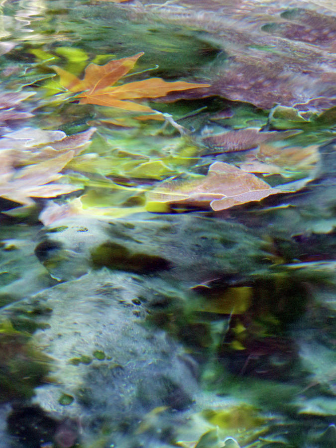 Leaves and Water 1 Photograph by Deborah Ann Good