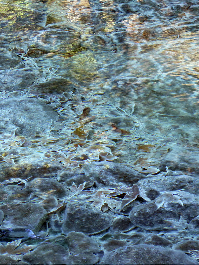 Leaves and Water 3 Photograph by Deborah Ann Good