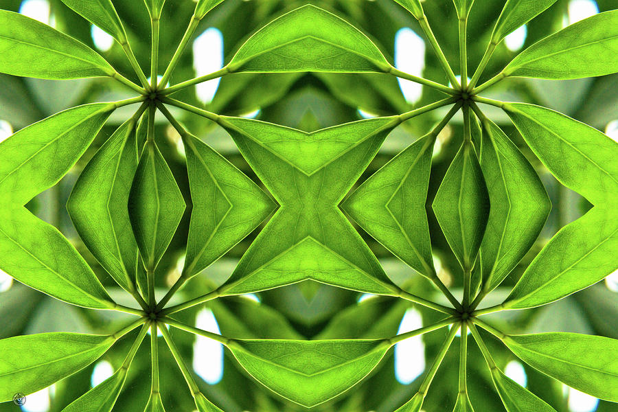 Abstract Photograph - Leaves by Andrew Zydell