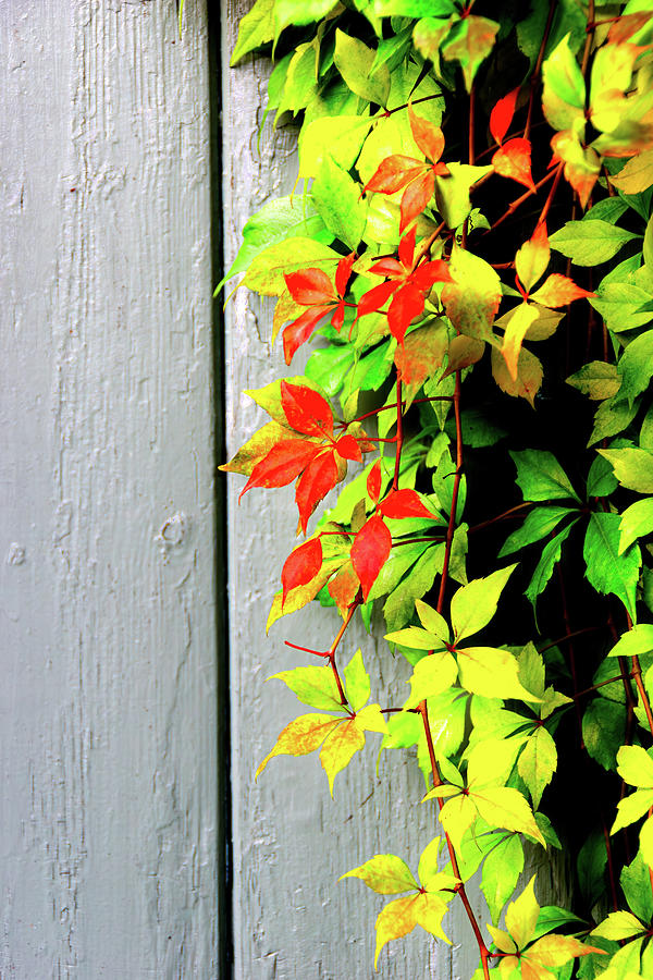 Leaves by the wall Photograph by Francisco Ruiz Navas