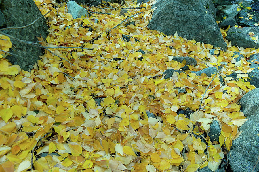 Leaves Covering The Ground Photograph