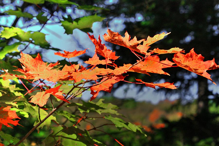 Leaves Fall Photograph by David Matthews
