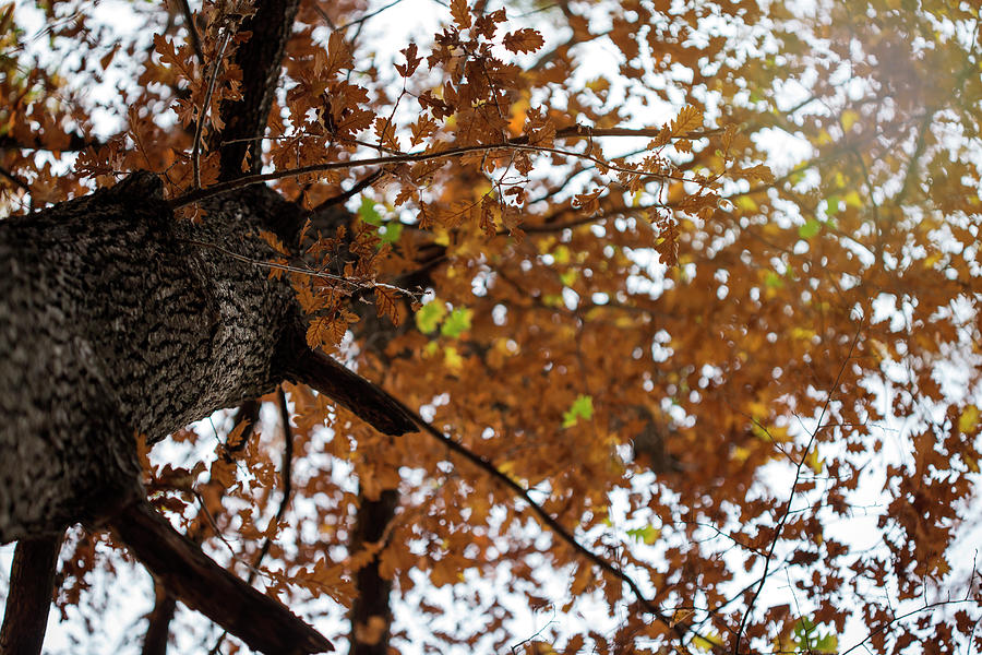 Leaves from a tree Photograph by Sebastian Radu