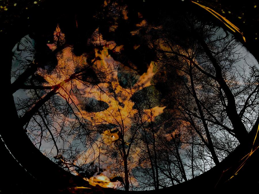 Leaves in a Bucket of Water 2 Photograph by Brandon Strellis Leaves in a Bucket of Water 2 Photograph by Brandon Strellis