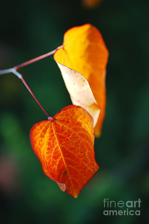 Leaves In Autumn Photograph by Joy Watson