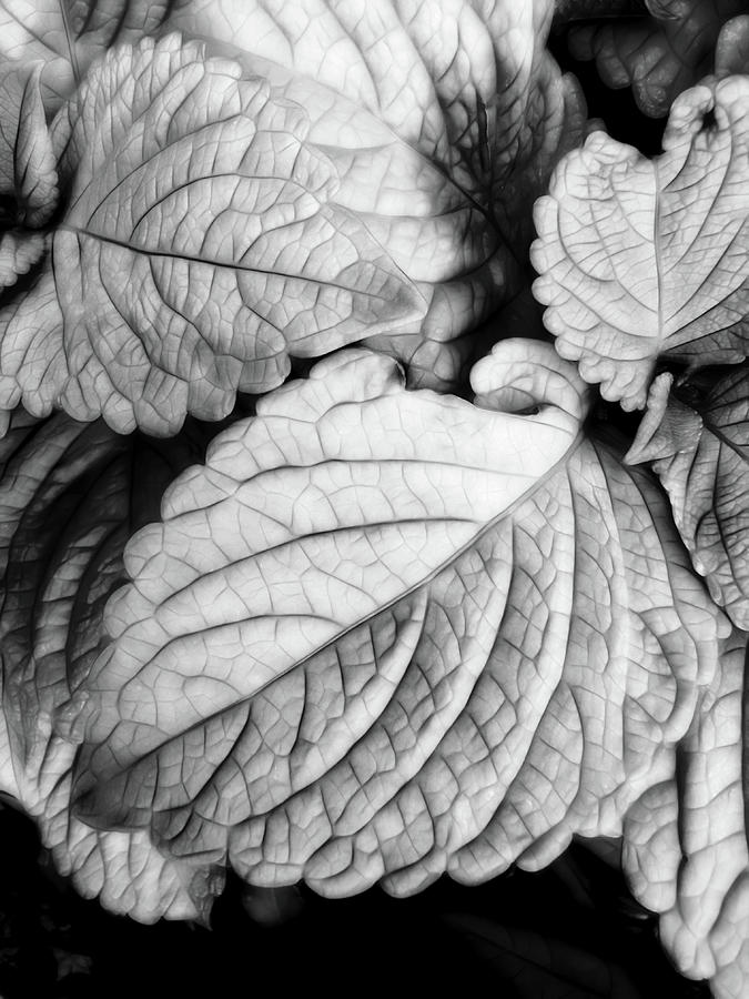 Leaves In Black And White Photograph by Ann Powell