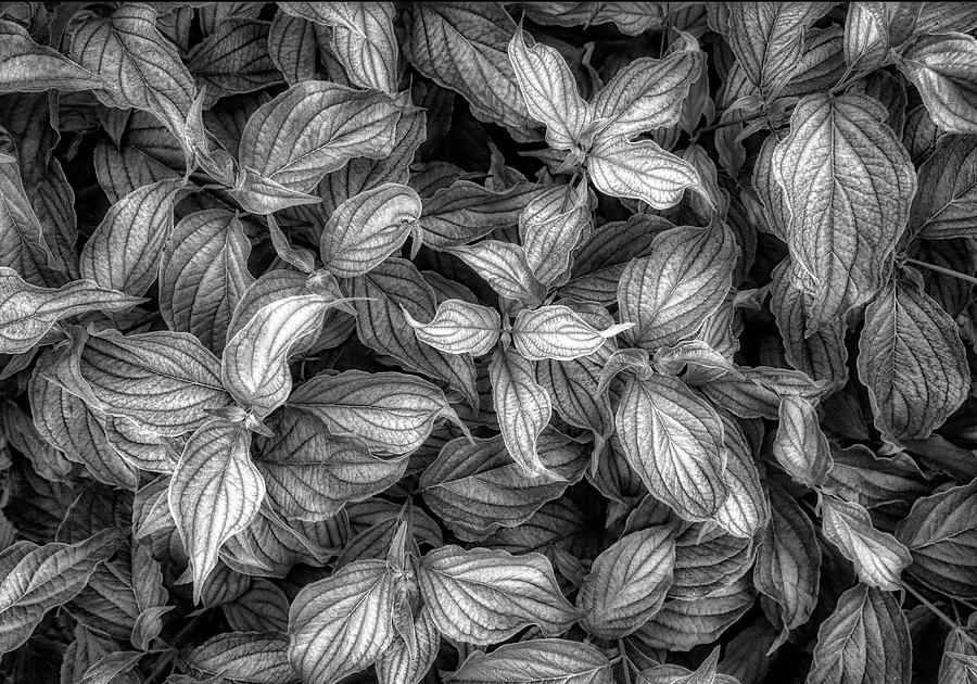 Tree Photograph - Leaves In Black And White by James Steele
